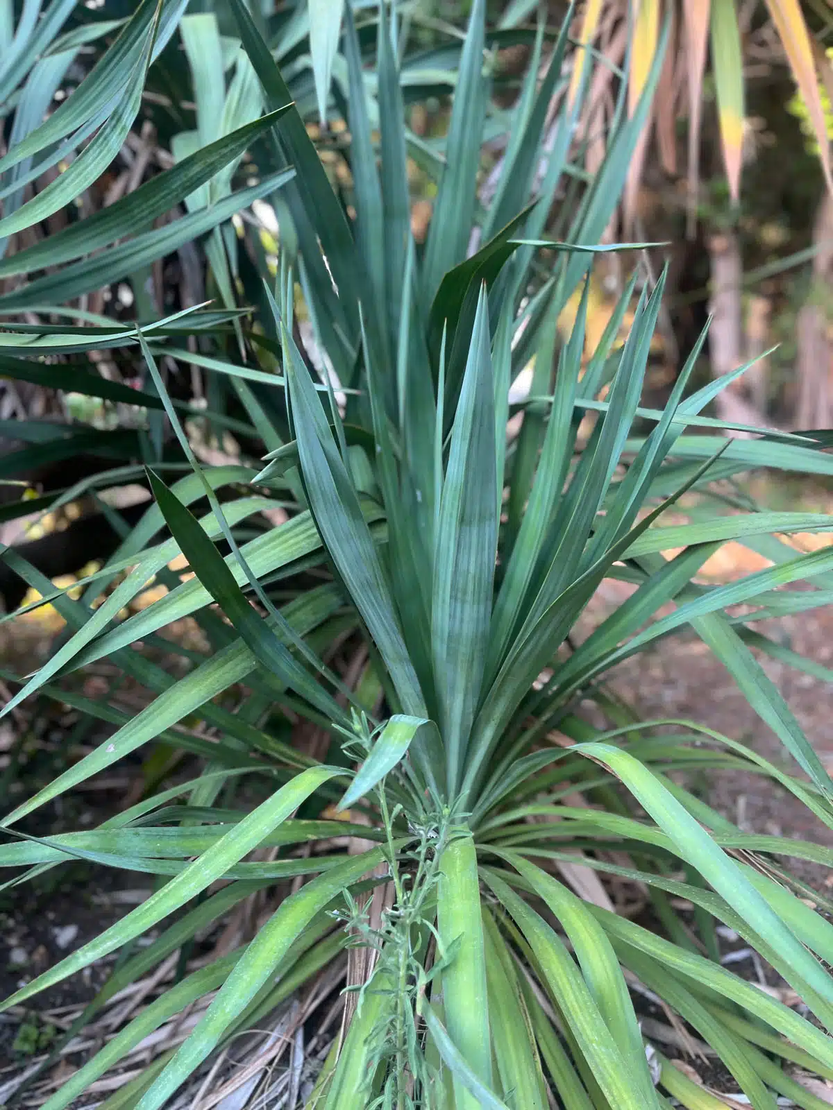 Yucca gloriosa - Photo 06