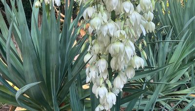 Floraison du Yucca gloriosa : période et entretien