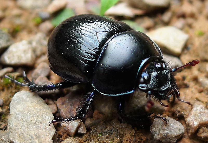 Le bousier commun, Scarabaeus laticollis.