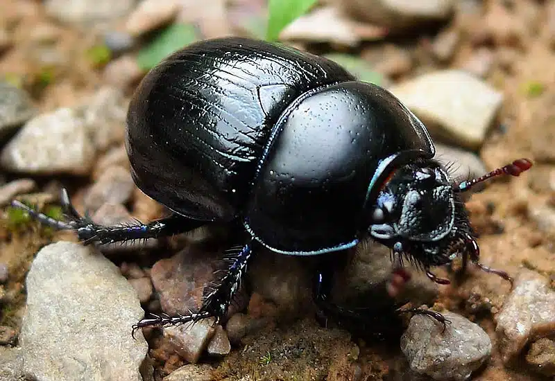Le bousier commun, Scarabaeus laticollis.