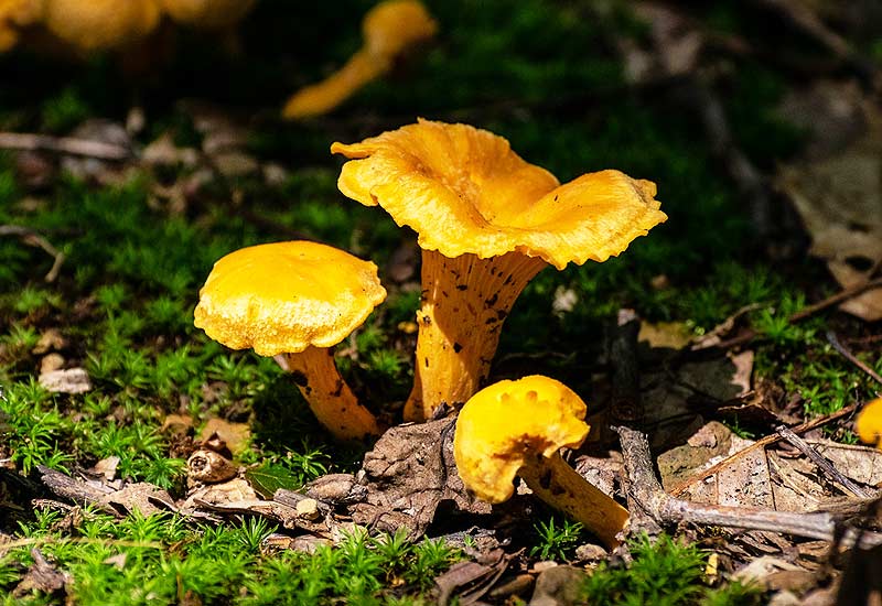 Girolles (chanterelles).