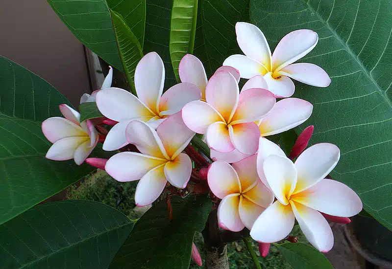 Le frangipanier ou Plumeria.