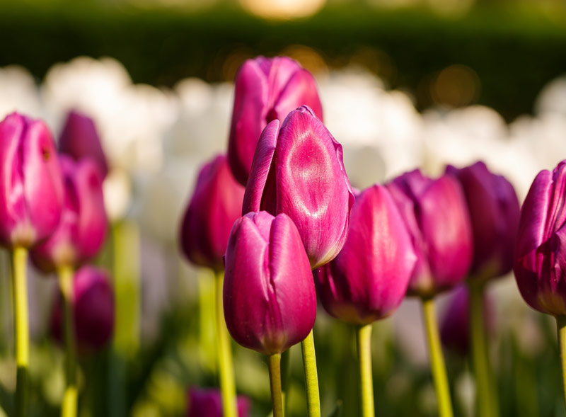 Parterre de tulipes au jardin.