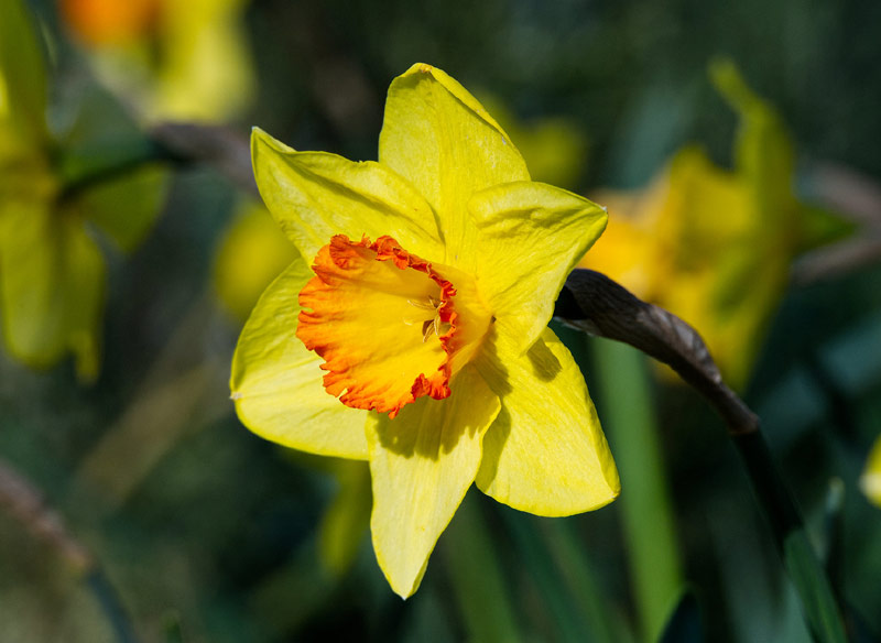 Narcisses.