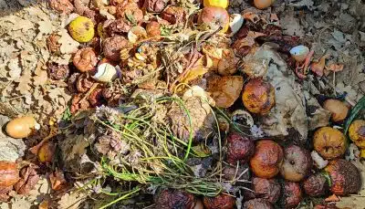 Compost sans moucherons