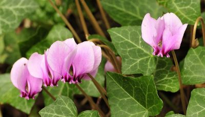 Cyclamen
