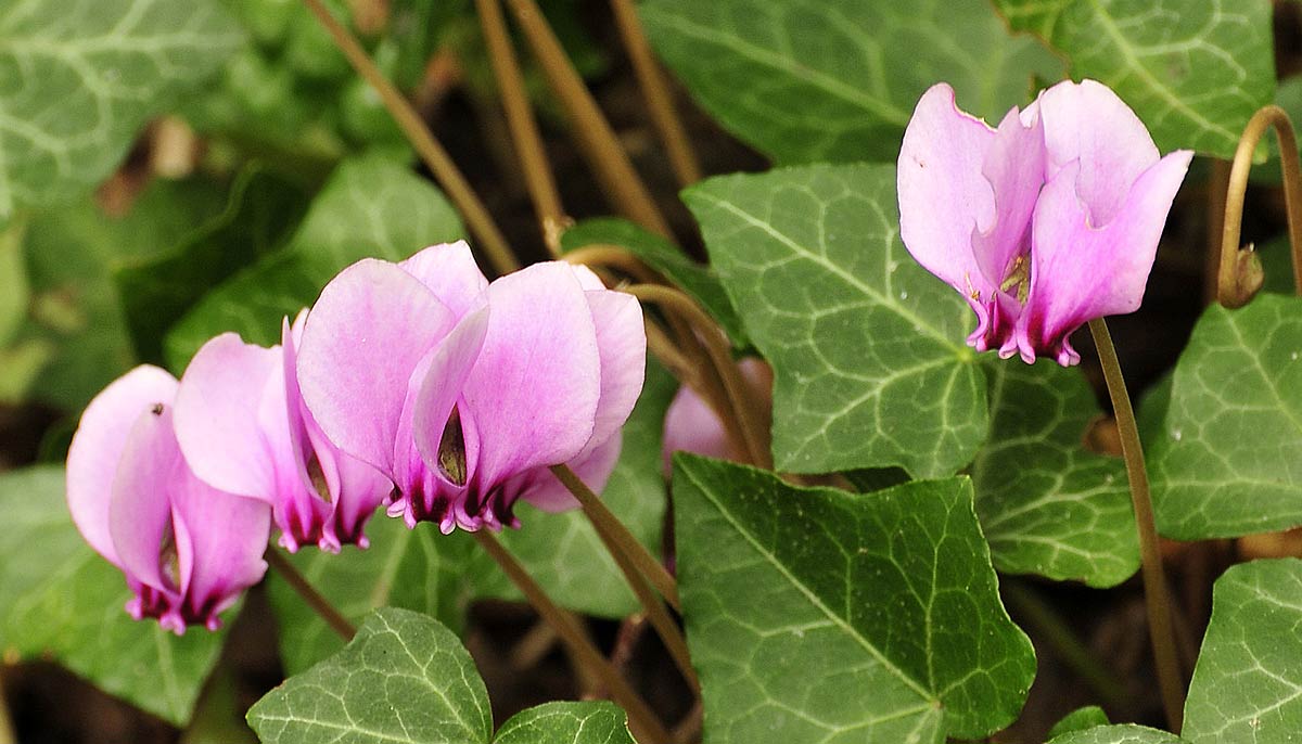 Cyclamen