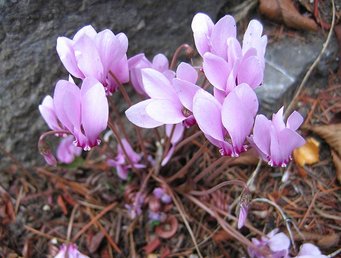 Cyclamens d’extérieur.
