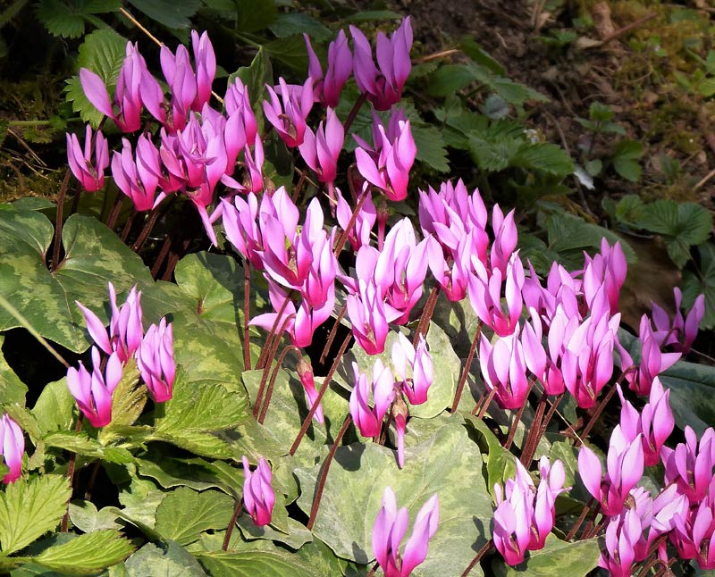 Cyclamen d’extérieur dans le jardin.