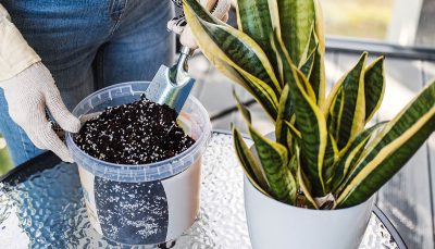 Engrais en automne pour les plantes d’intérieur
