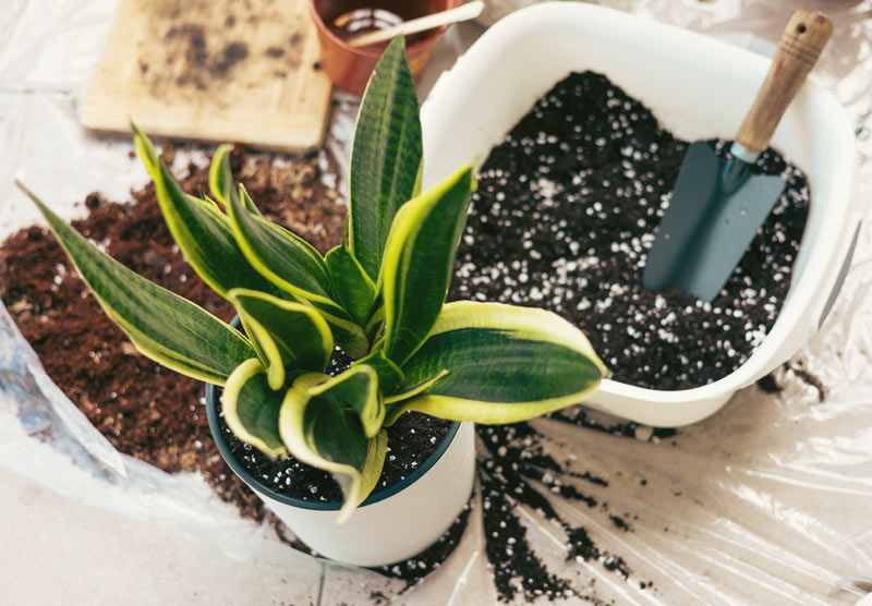 Engrais pour les plantes d’intérieur.
