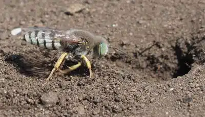 Guêpe fouisseuse : une nouvelle venue dans nos jardins ?