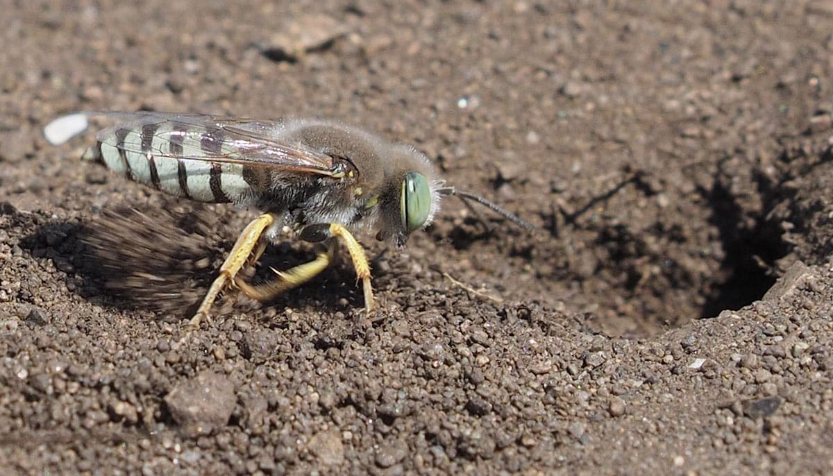 Guêpe fouisseuse : une nouvelle venue dans nos jardins ?
