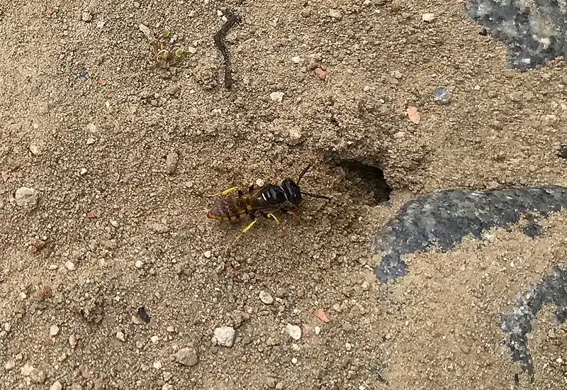 Guêpe fouisseuse devant son trou.