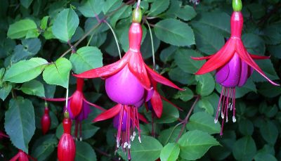 Fuchsia avec des feuilles trouées