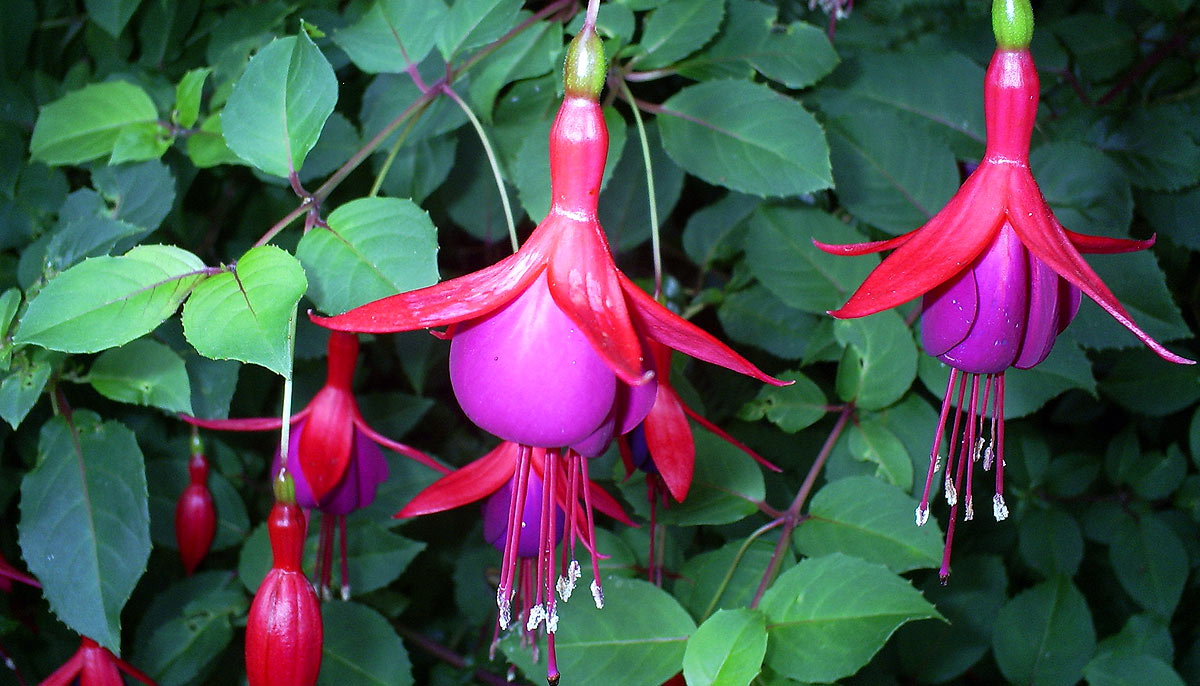 Fuchsia avec des feuilles trouées