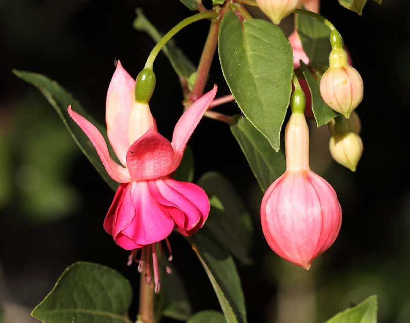 Les fleurs du Fuchsia.
