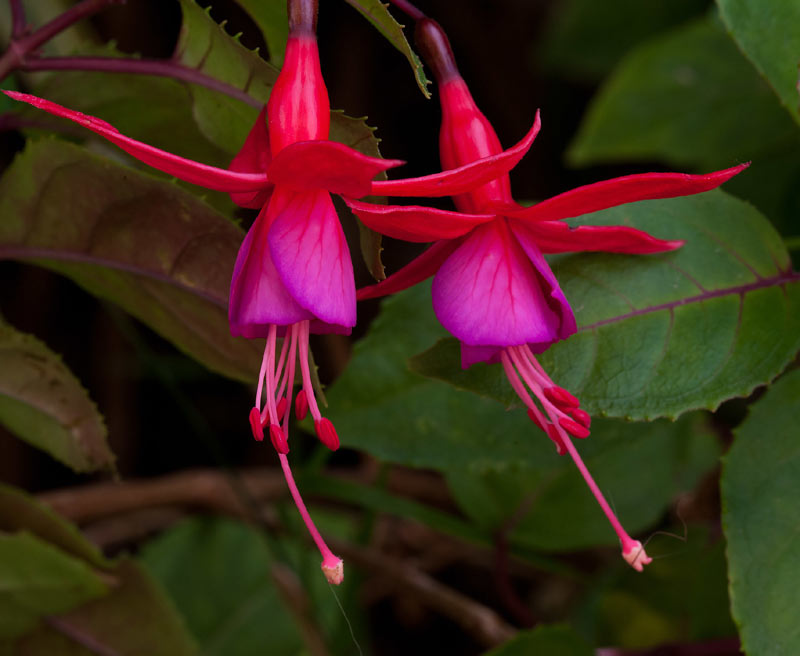 Fuchsia en bonne santé.