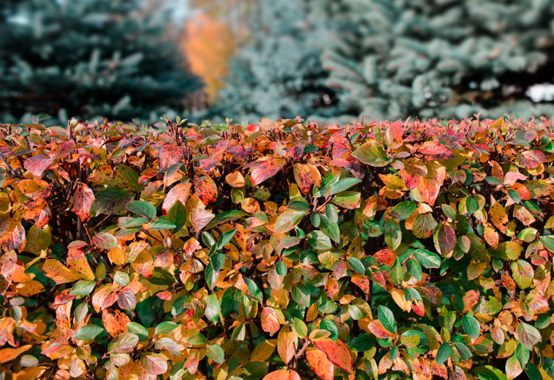 Tailler ses haies avant l’automne.