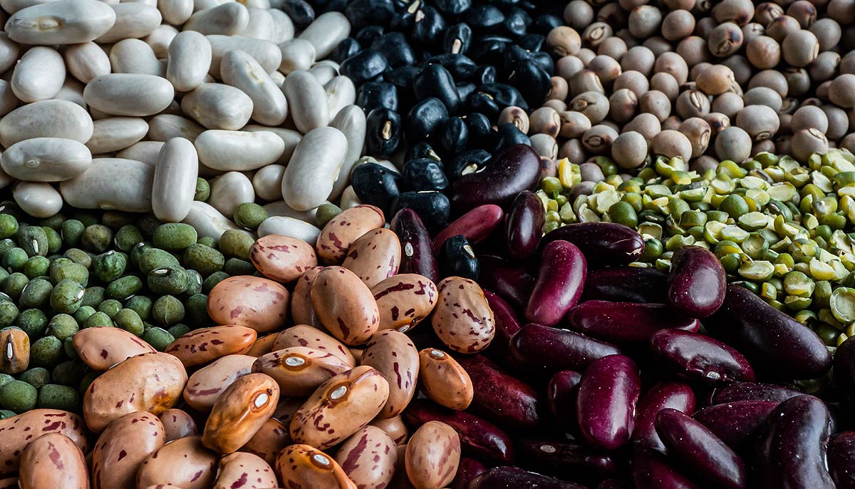 Haricots en grain