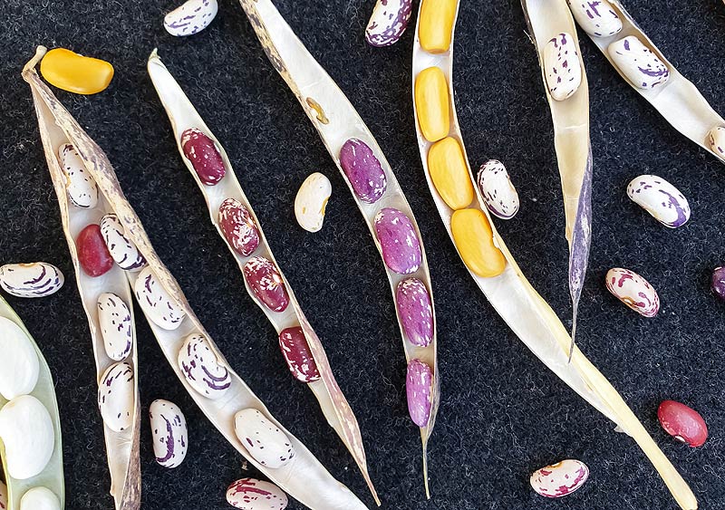 Différentes variétés de haricots.