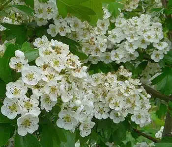 Aubépine. 