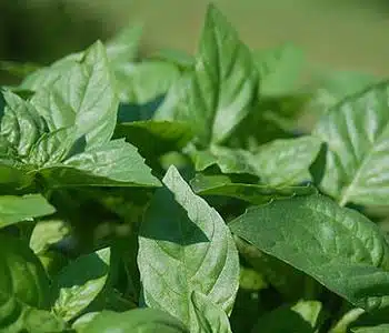 Basilic.