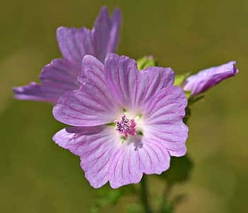 Mauve.