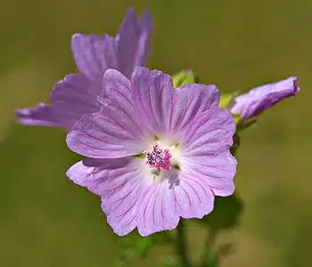 Mauve.