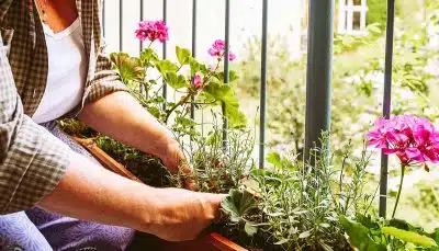 5 plantes médicinales faciles à cultiver sur un balcon