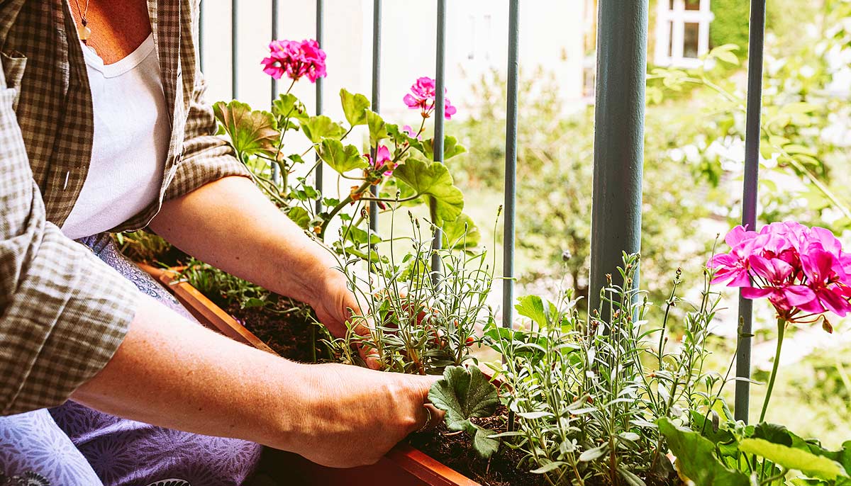 5 plantes médicinales faciles à cultiver sur un balcon