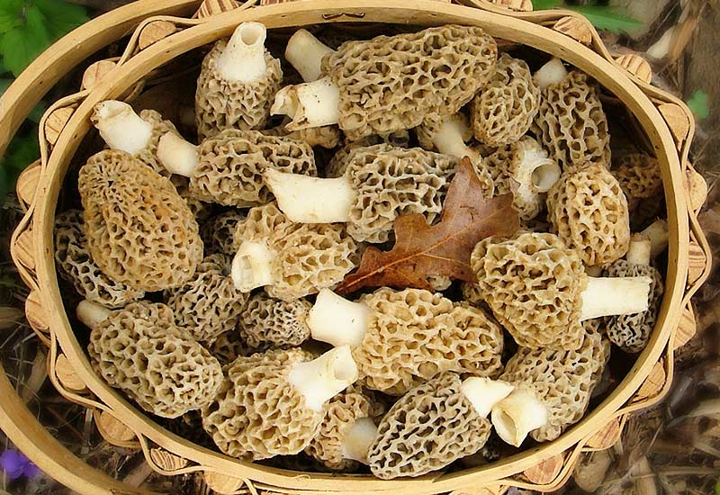 Morilles.