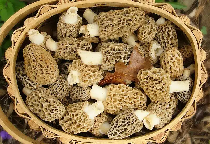 Morilles.