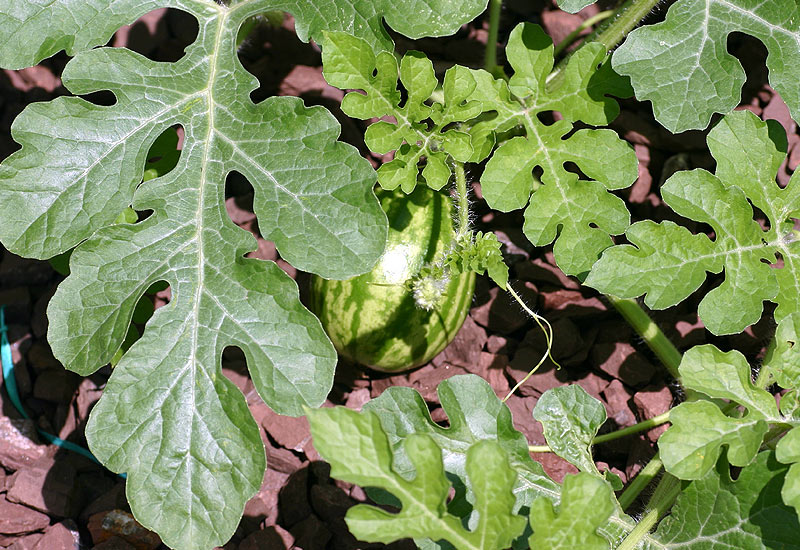 Pastèque au jardin potager.
