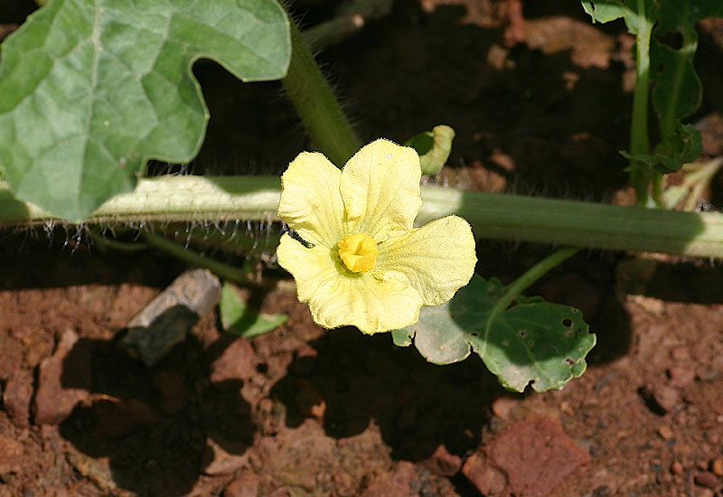 Fleur de pastèque.
