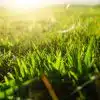 Comment récupérer un gazon brûlé par la soleil ?