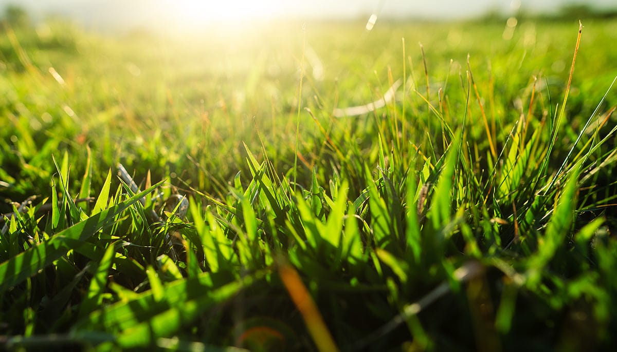Comment récupérer un gazon brûlé par la soleil ?