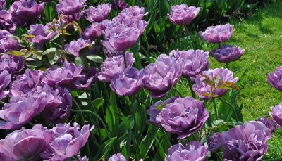 Pivoines, gestes essentiels pour une floraison régulière