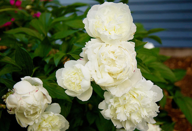 Pivoines blanches.