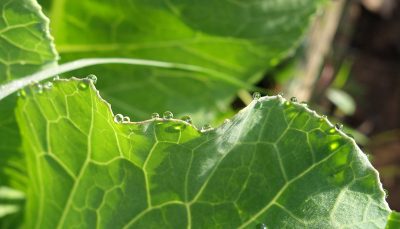 Plantes qui pleurent : guttation des plantes d’intérieur, causes et solutions