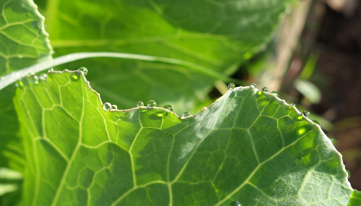 Plantes qui pleurent : guttation des plantes d’intérieur, causes et solutions