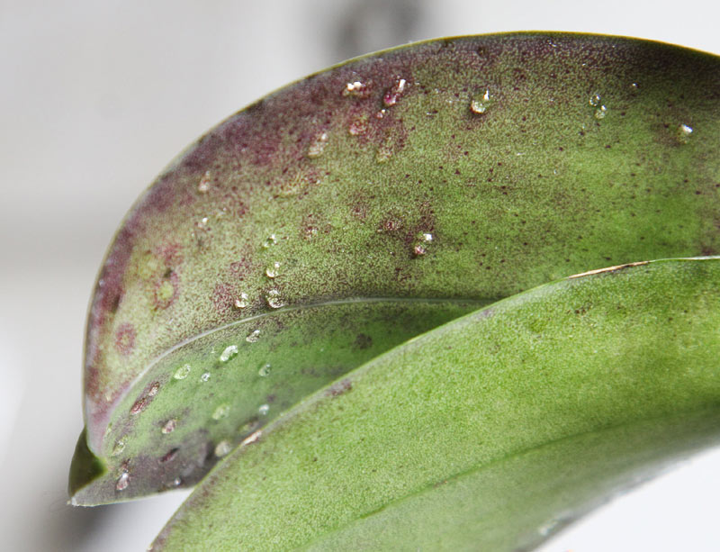 Guttation sur les feuilles d'une plante d'intérieur.