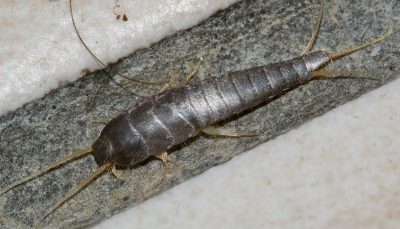 Poisson d’argent