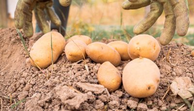 Pommes de terre en septembre