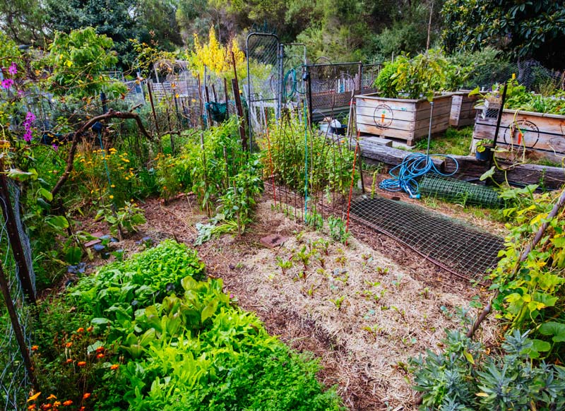 Potager en septembre.