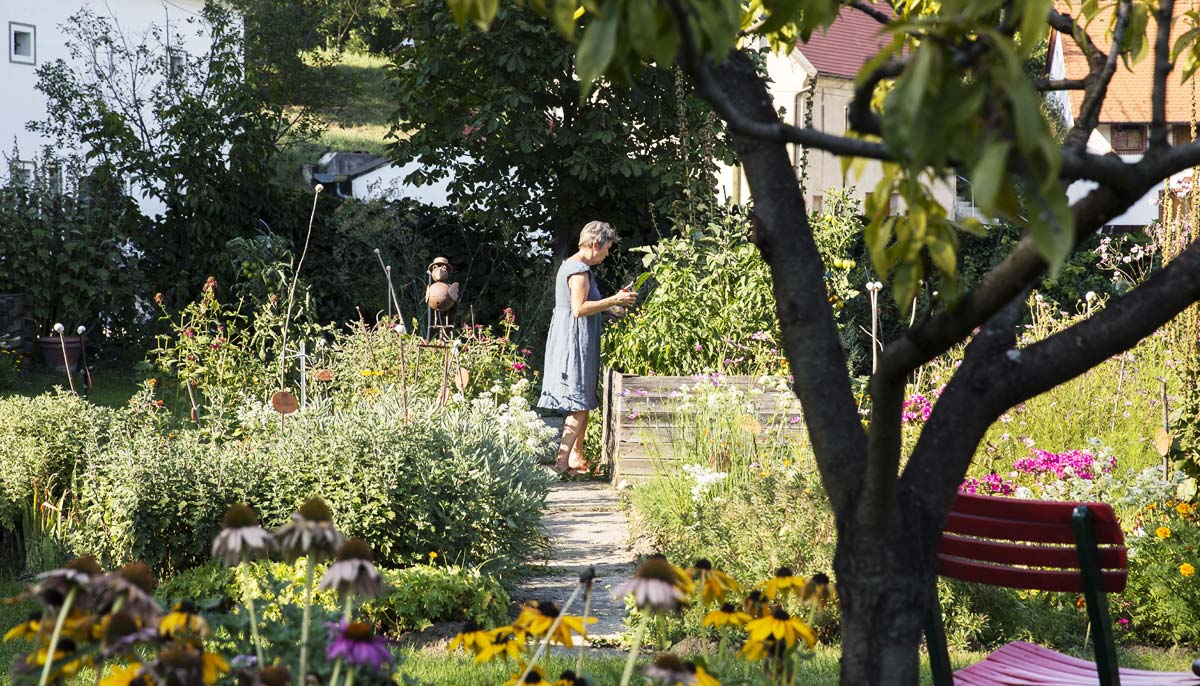 Potager en septembre : semis, plantations et récoltes à planifier