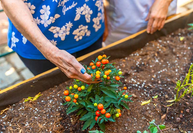 Entretien d'un petit potager chez une personne âgée.