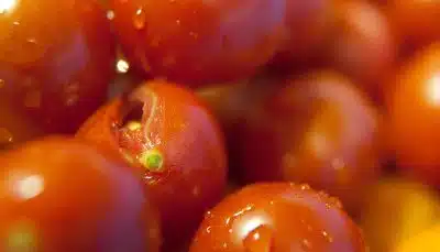 Tomate fendue, pourquoi ?