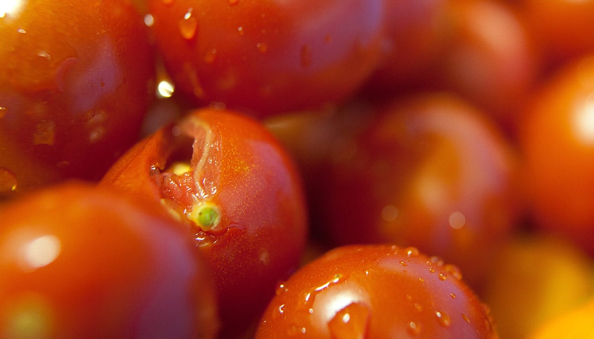 Tomate fendue, pourquoi ?