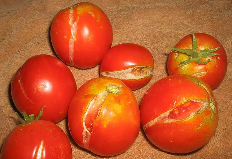 La peau de la tomate finit par se fendre.